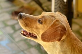Cute blond tuned dog