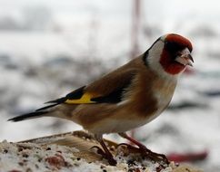 Beautiful colorful European goldfinch in winter