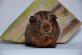 unusually handsome Guinea Pig