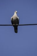 dove on a wire against a blue sky