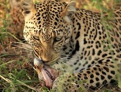 leopard eats meat lying on the ground