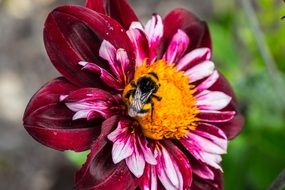 bee on the red dahlia flower close-up on blurred background