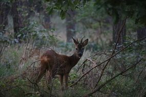 roe deer in a dark forest