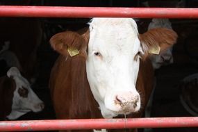 stunningly beautiful Cow Farm