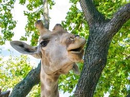 handsome Giraffe Animal