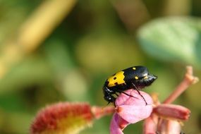 black and yellow bug on the flower