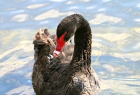 Swan Black Bird