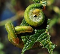 green caterpillars eating green leaf close-up on blurred background