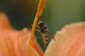 insect on an orange plant