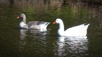 white goose and gray goose swimming in the water