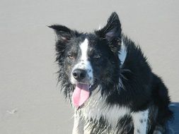 wet dog near the sea