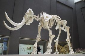 exhibit of mammoth skeleton