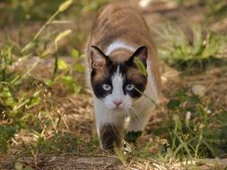 cat on the hunt