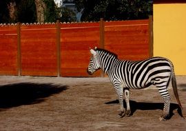 zebra in the zoo