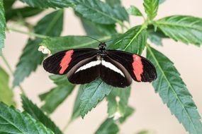 black butterfly on a green nettle leaf