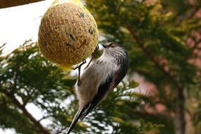 tit near feed
