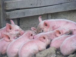 cute farm piglets