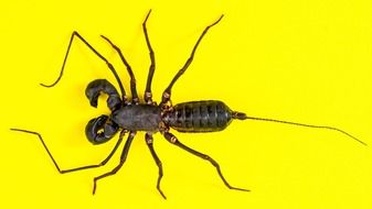 scorpion on a yellow surface