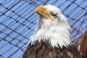 picture of the Bald Eagle in the zoo