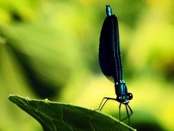 Macro photo of the colorful dragonfly on the leaf