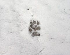 animal footprints in the snow