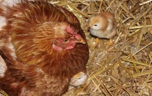 Picture of Chicken and fluffy chicks