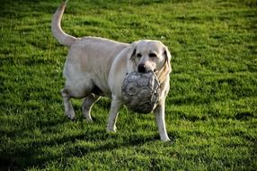 playful domestic dog with a ball in mouth
