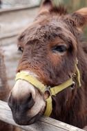 donkey's head near the fence