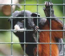 black monkey in the cage of the zoo