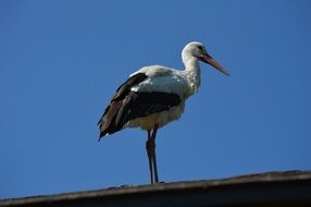 White stork on the roof against the sky