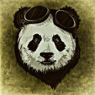 portrait of a panda