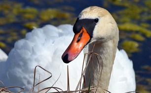 noble swan close-up