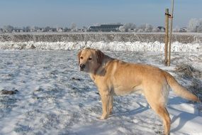 labrador on a snowy field