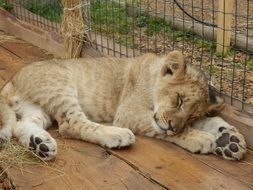 sleepy little lion