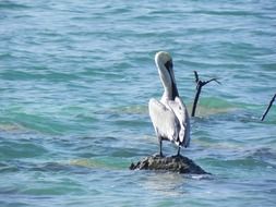 pelican on a stone in the water
