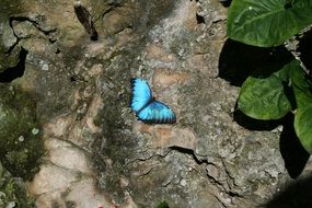 blue butterfly on the stone