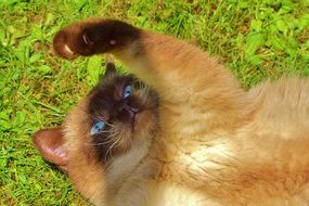 British shorthair cat playing on the grass