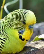 portrait of a yellow budgie parrot