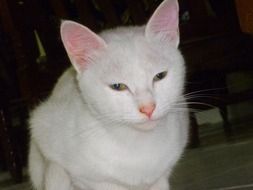 white sleepy cat