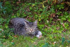 sleeping tabby cat resting