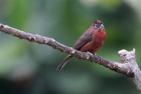 Sperling Red Kronfink bird