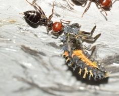 ants with caterpillar