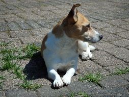 Jack Russell in garden