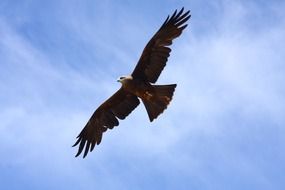 flight of a bird of prey in the sky