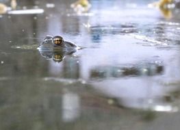 frog among the pond