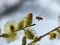 the bee flies to the fluffy buds of the tree