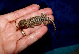 bearded dragon on the hand