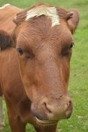 Cow Alm Close Young Animal