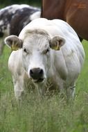 cow among tall grass