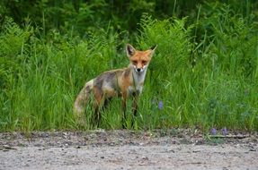 foraging wild fox in Canada
